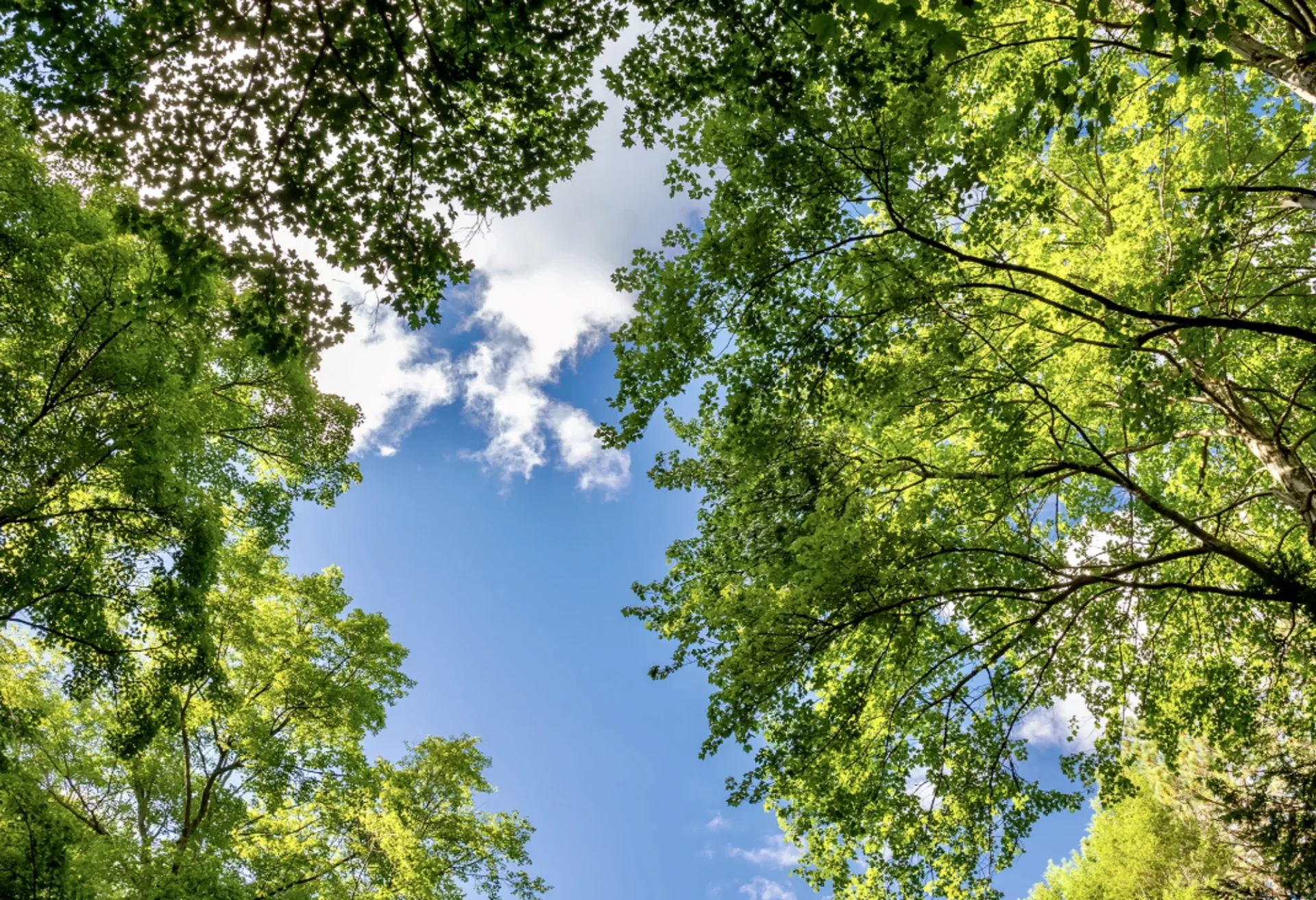 Sunlit Canopy Circle Framing Blue Sky and Puffy Clouds Through Dense Green Leaves
