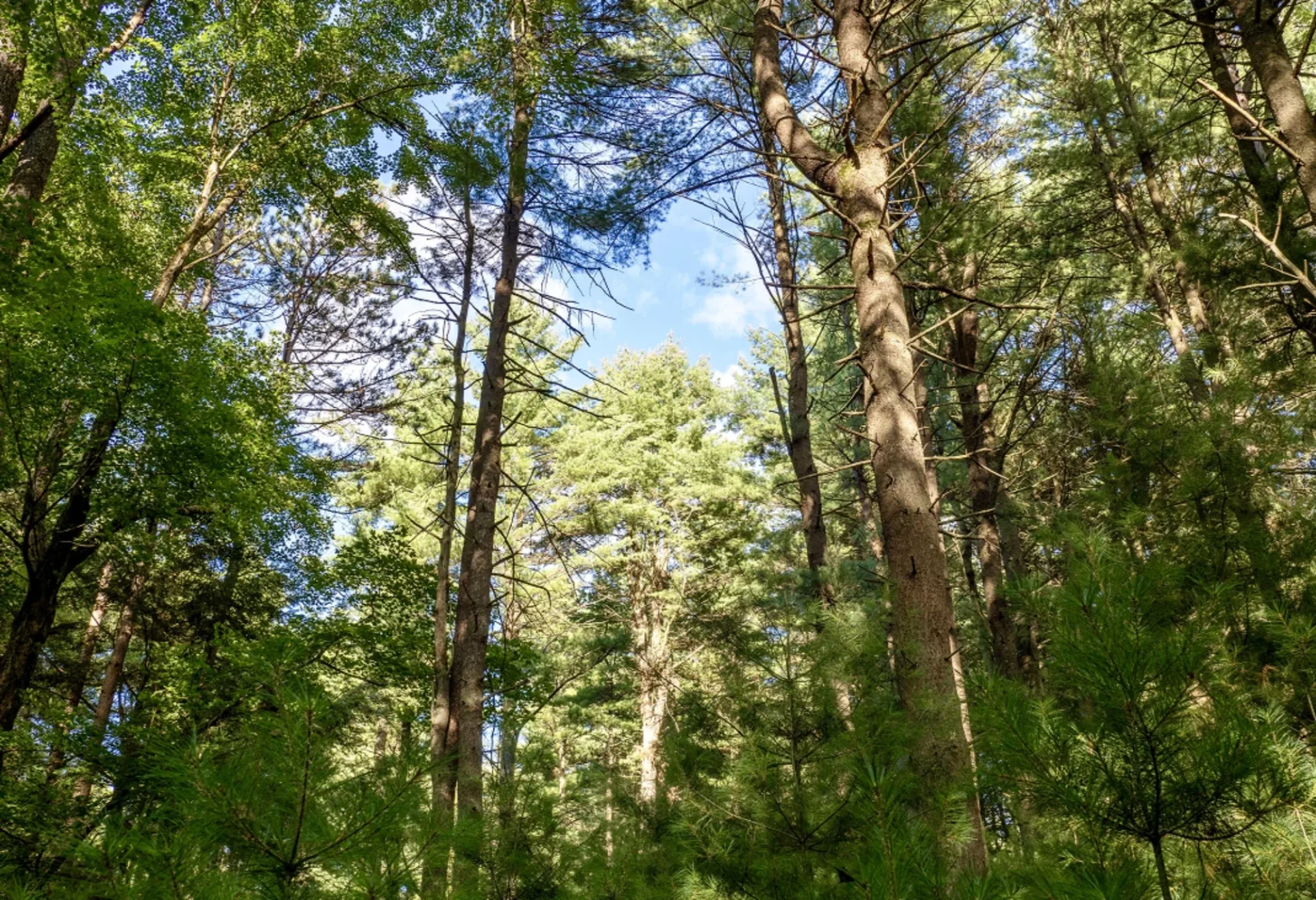 Upward forest canopy with sunlit blue sky, towering green trees, and dappled sunlight