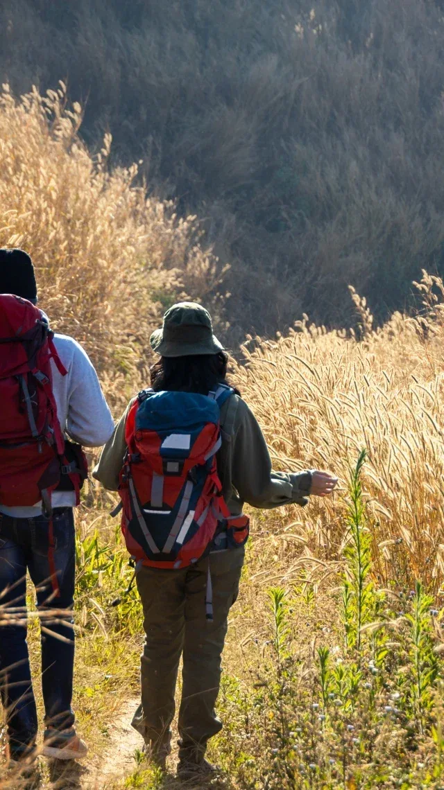 Backpack hikers trekking away through golden tall grass on a quiet autumn trail